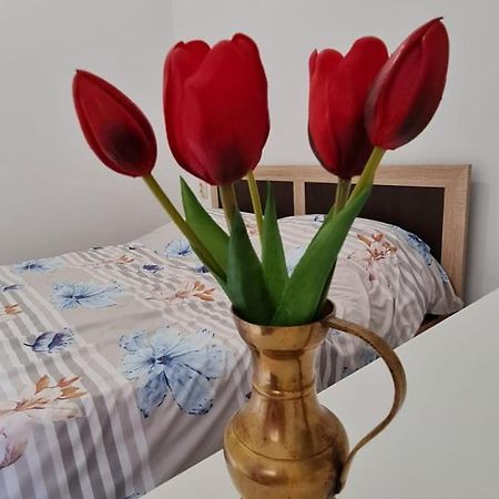 Studio Pico Kolozsvár Kültér fotó
